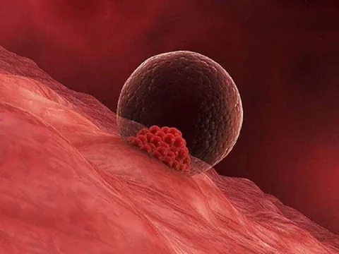 胚胎着床像一场双向对话：三维共培养模型带来哪些新线索
